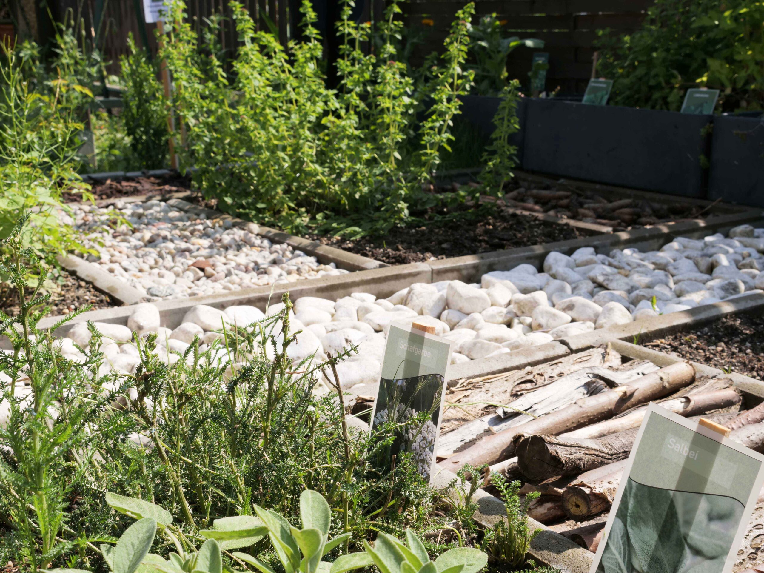 Detailaufnahme des fertigen Sinnespfades, im Vordergrund angepflanzte Kräuter, im Hintergrund weiße große Kieselsteine.